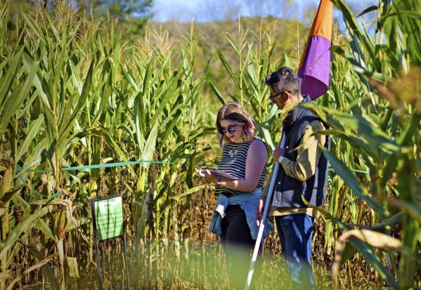 Rural Hill Corn Maze