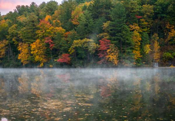 Trees reflected in water