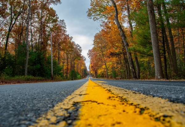Tree lined road