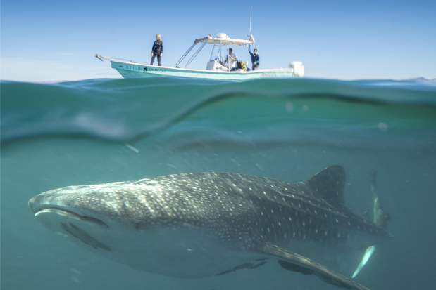 Tour Tiburón Ballena