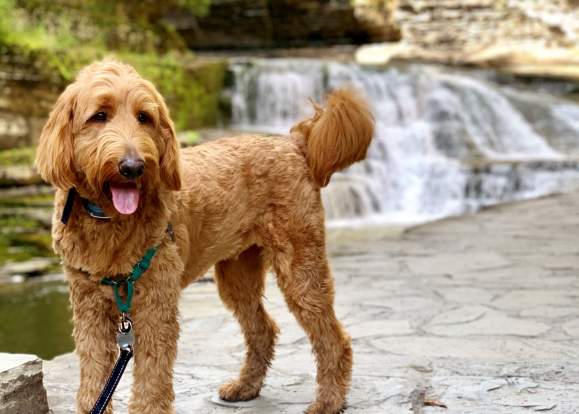 A Pet-Friendly Guide to Ithaca NY