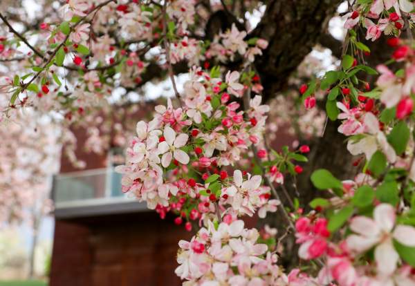 Chamber_Building_Spring