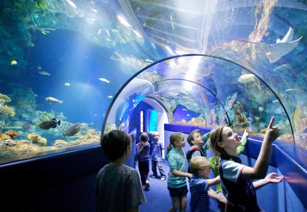 A group of children looking into a tank while walking through the tunnel at Bristol Aquarium - credit Bristol Aquarium