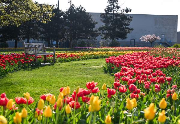 Window on the Waterfront Tulips