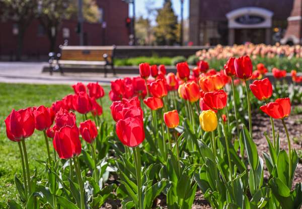 Tulips in park downtown