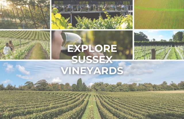 Explore Sussex Vineyards