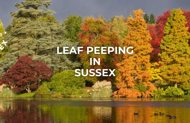9 places to see the best Autumn colours in Sussex