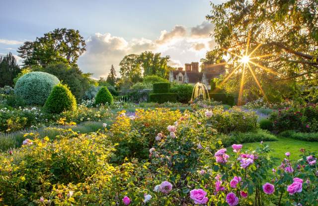 Borde Hill, house in background with roses in the foreground and the sun peeping through the trees. By claudia Gaupp
