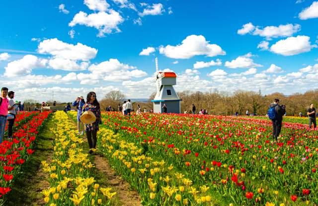 Rows of yellow and red tulips with a windmill in the background, at Tulleys Farm in Sussex