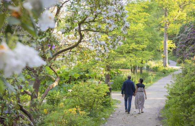 A couple walk along a path surrounded by spring flowers and trees in Leonardslee Gardens, Sussex