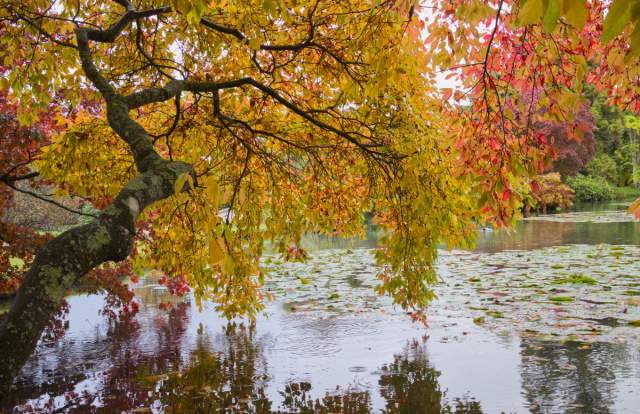 Autumn lake at Sheffield Park