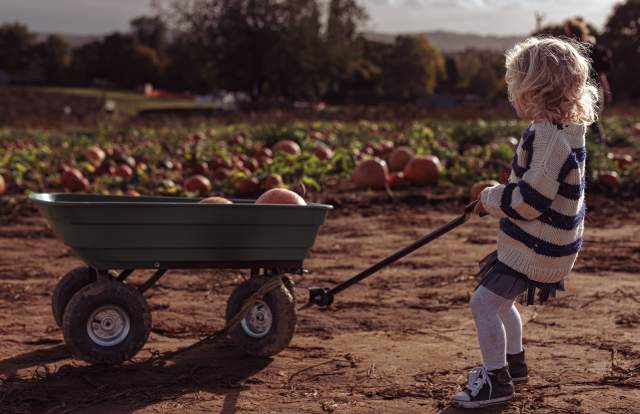 child pulling wheelbarrow of Pumpkins