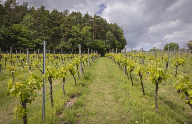 Sedlescombe Vineyard vines stretching away into the distance with a wooded glade on the horizon
