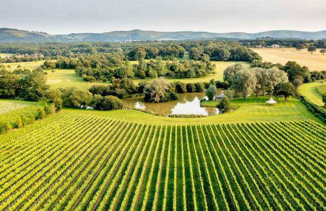 Albourne Vineyard