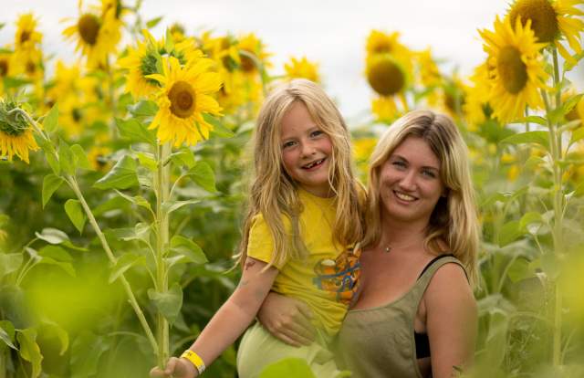 Sunflower Maze at Cowdray