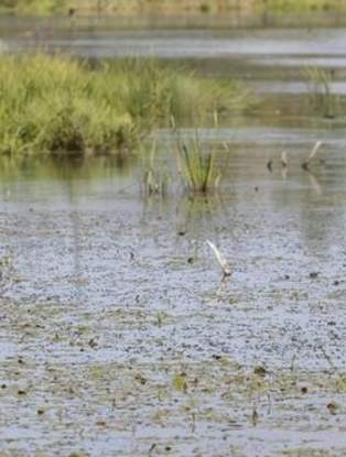 Sackville Waterfowl Park