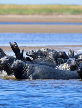 Phoca Tours