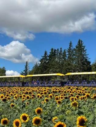 Trueman Blueberry Farms