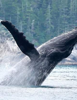 Celebrate World Whale Day With A Trip To One Of These Amazing Whale Watching  Destinations