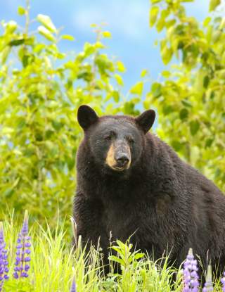 Black Bear at AWCC by Carl Smith