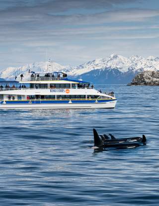 Major Marine Tours - Orca Viewing