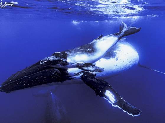 A Mother's Love by Todd Bennett