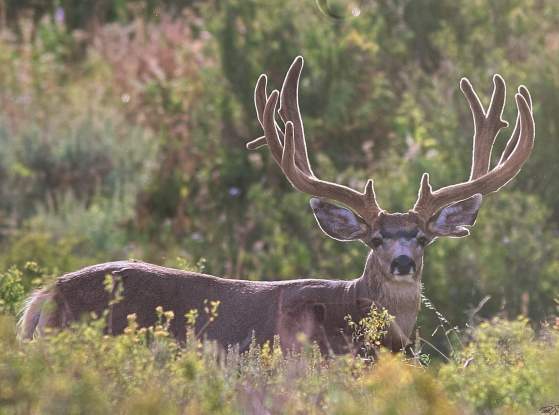 Western Colorado Velvet Muley by Todd Bennett