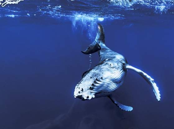 Let's Play by Todd Bennett