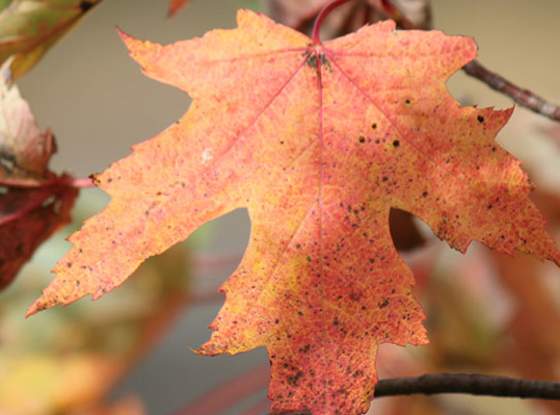 New York Leaf Identifier page