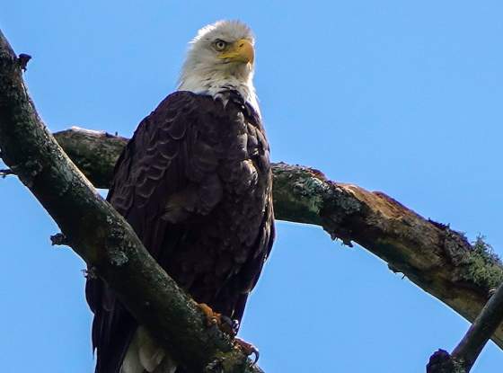 Bald Eagle page