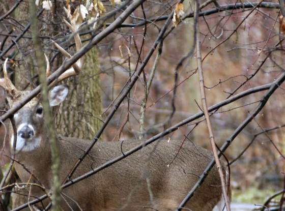 Hunting in New York State page