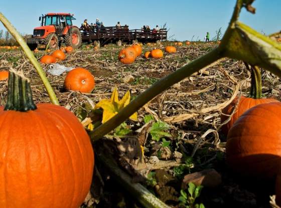 Cobble Creek Farm page