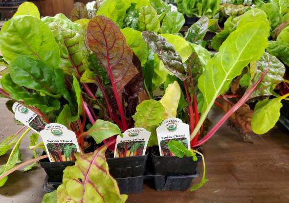 12th Annual Organic Seedlings Sale