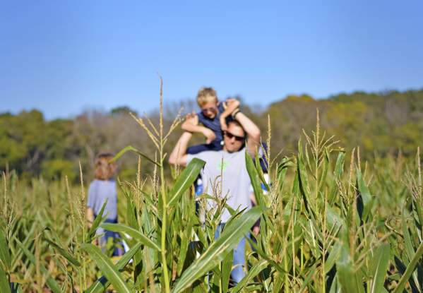 Amazing Maize Maze