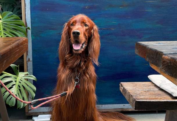 The Dog-Friendly Bentonville Itinerary Rudy Personally Recommends