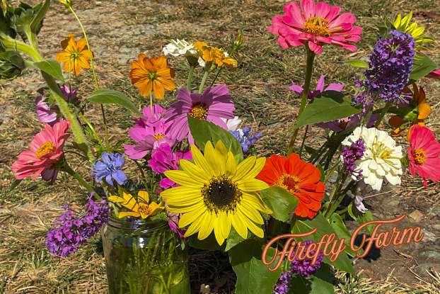 Pick or Cut Your Own Fruit and Flowers at these Orange County, NC Farms