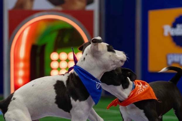 Puppy Love Meets Superbowl Sunday in Hillsborough