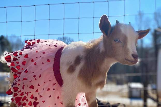 Our Love List for Valentine's Day in Chapel Hill and Orange County