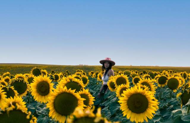 Wall-Sunflowers-Field