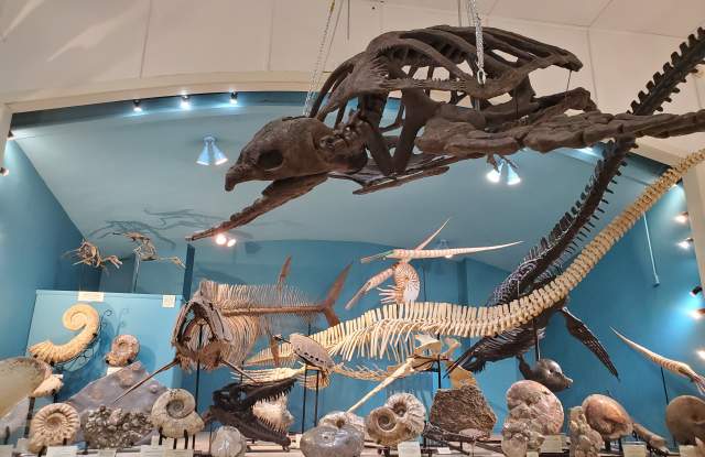 Museum at Black Hills Institute
