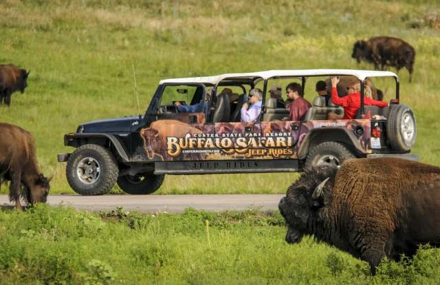 Buffalo Safari Jeep Tours