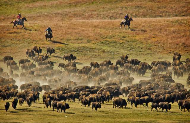 Custer State Park Buffalo Roundup & Arts Festival