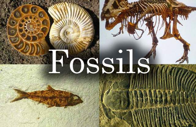 National Fossil Day at South Dakota School of Mines