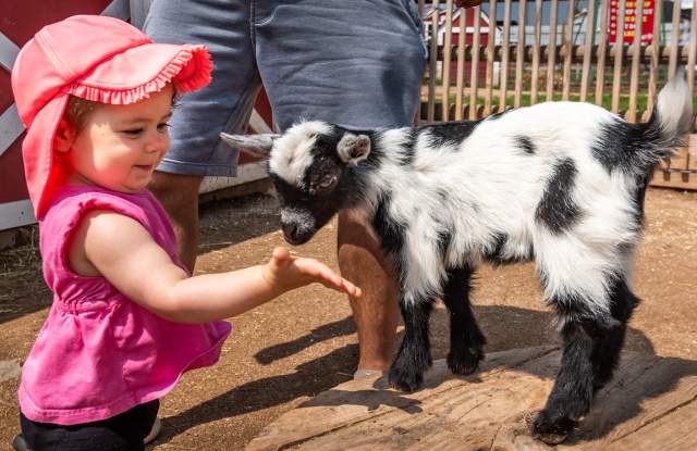 Fall Festival Days at Old MacDonald's Farm