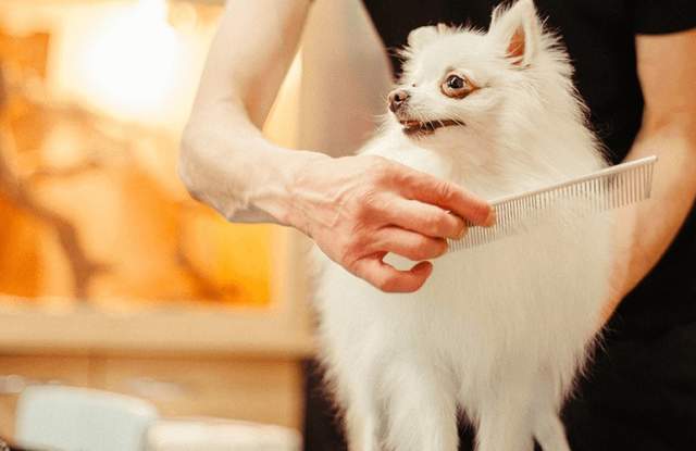 Rapid City Kennel Club Annual Dog Show