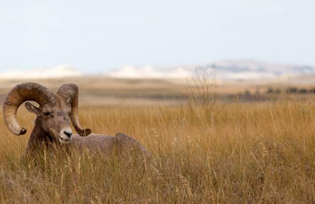 Black Hills Tour Company