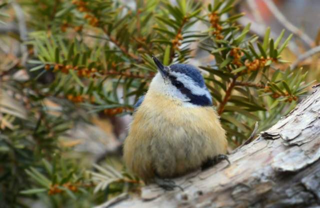 Voices of Nature: Decoding Animal Communication
