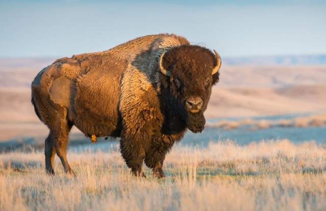 Honoring the Tatanka (Buffalo Day) at Crazy Horse Memorial®