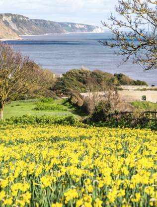 Floral Sidmouth