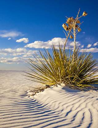 White Sands National Park